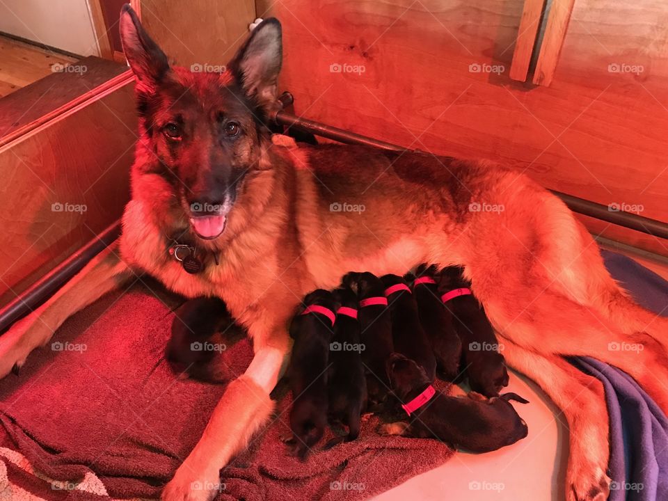 Newborn Puppies with Momma