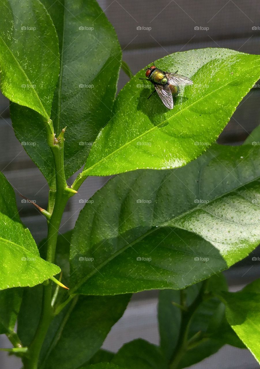fly on a leaf