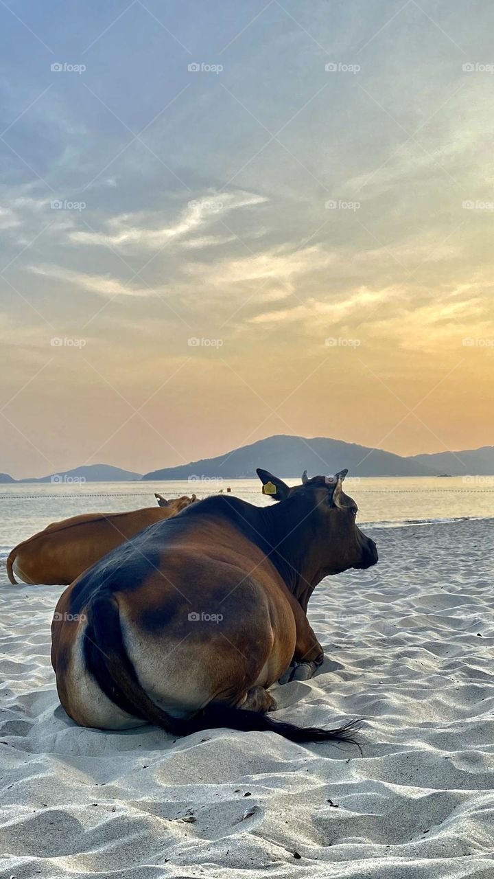 Photo of the week ~ relaxing cow on the beach