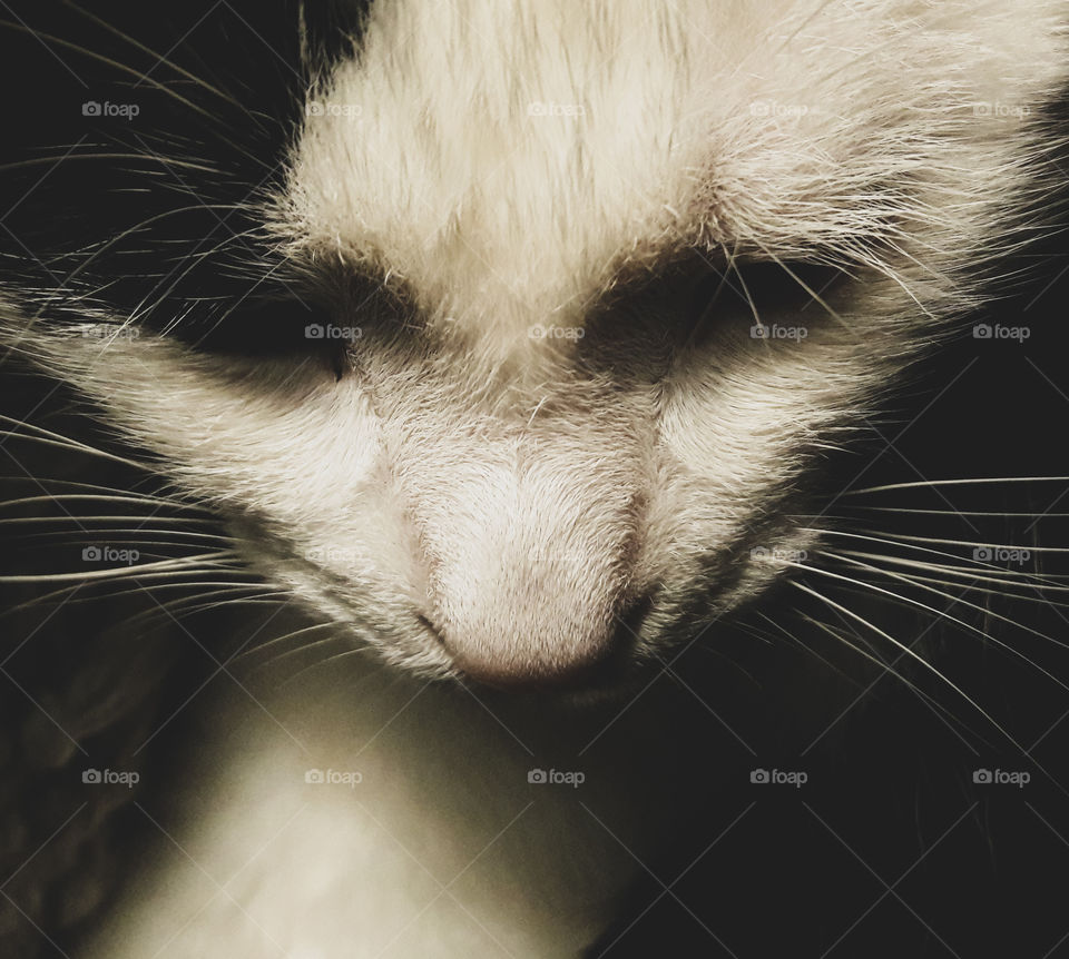 Close up view of a cats nose and, whiskers.