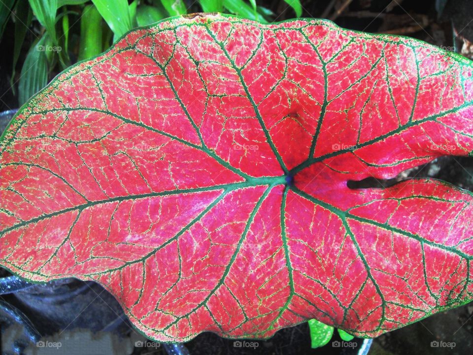 daun merah garis hijau