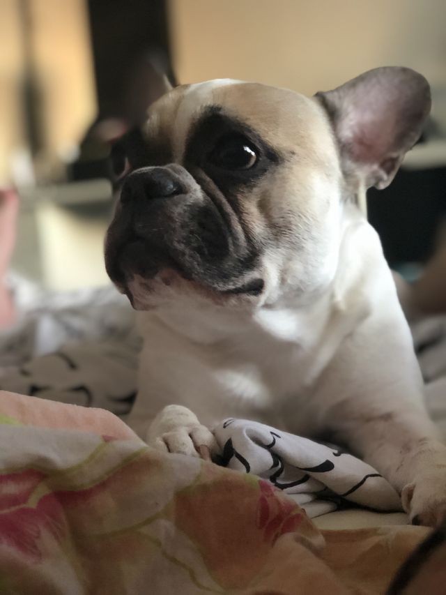 Bulldog