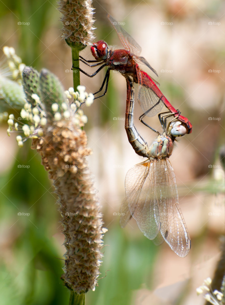 sex on the fly