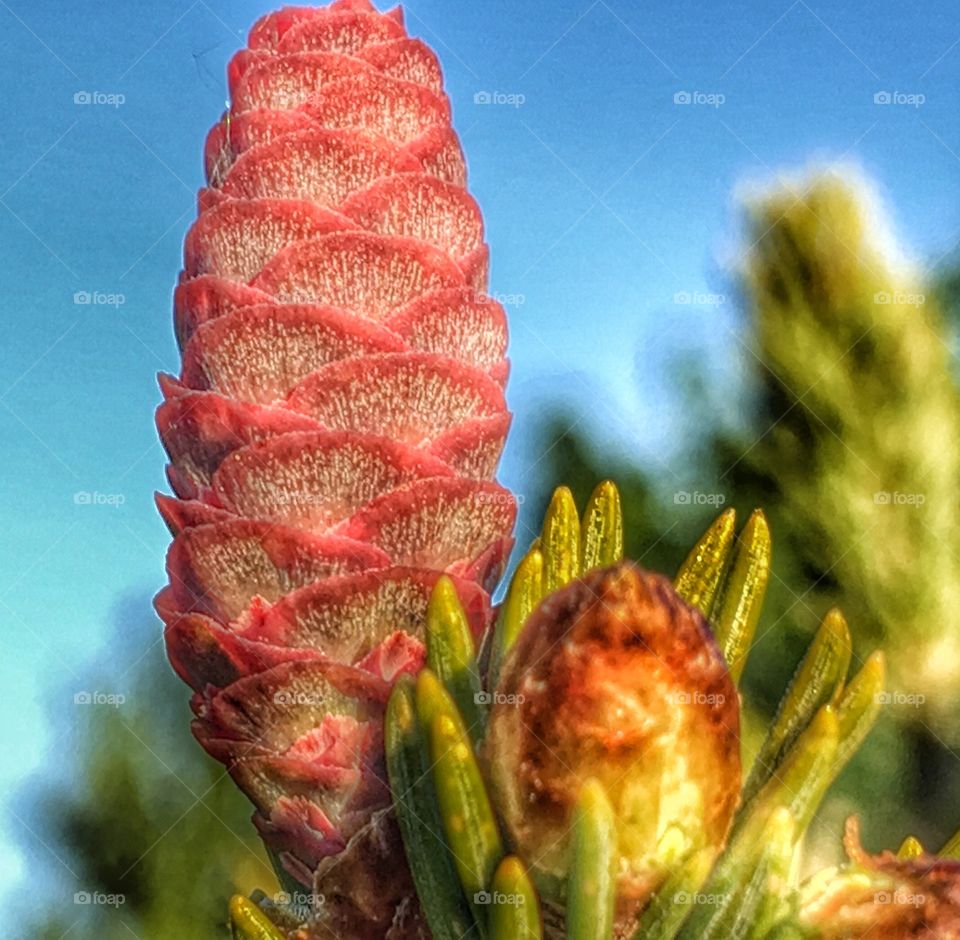Baby pine cone