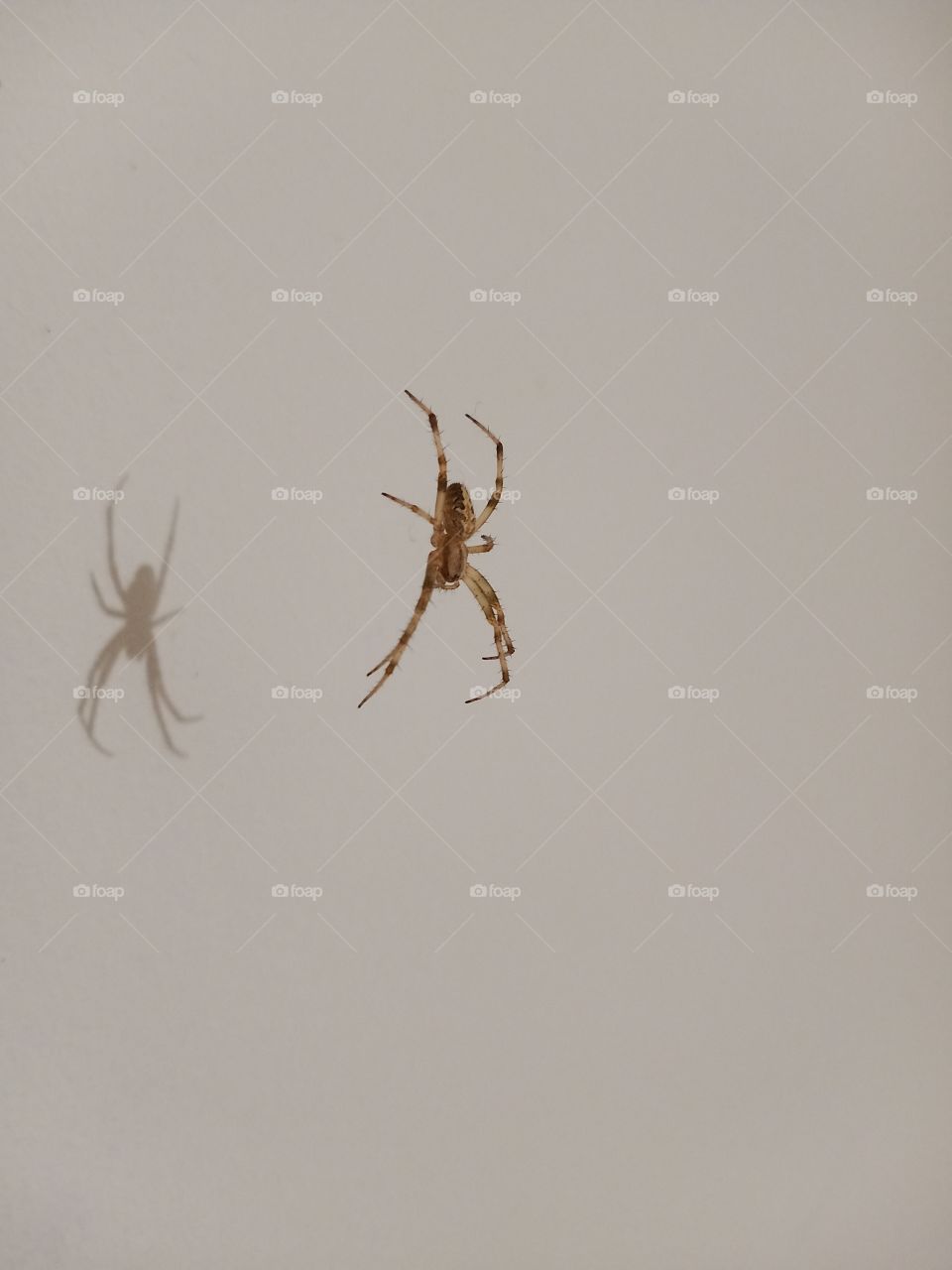 spider with shadow