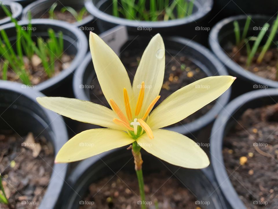 beautiful rain lilly