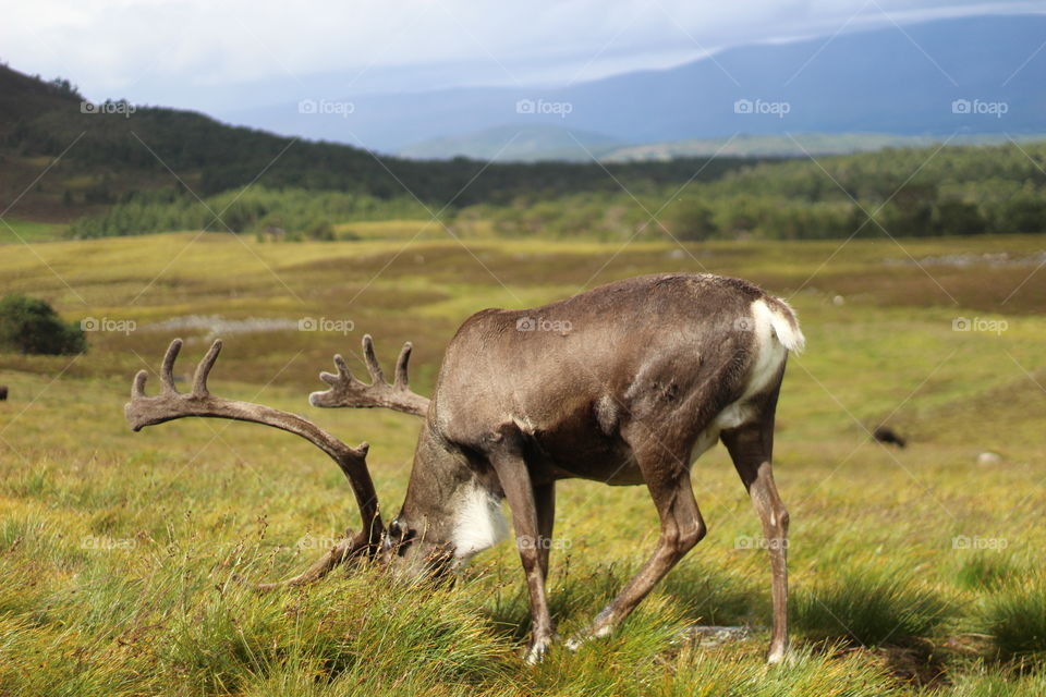 Cairngorms, Scotland 