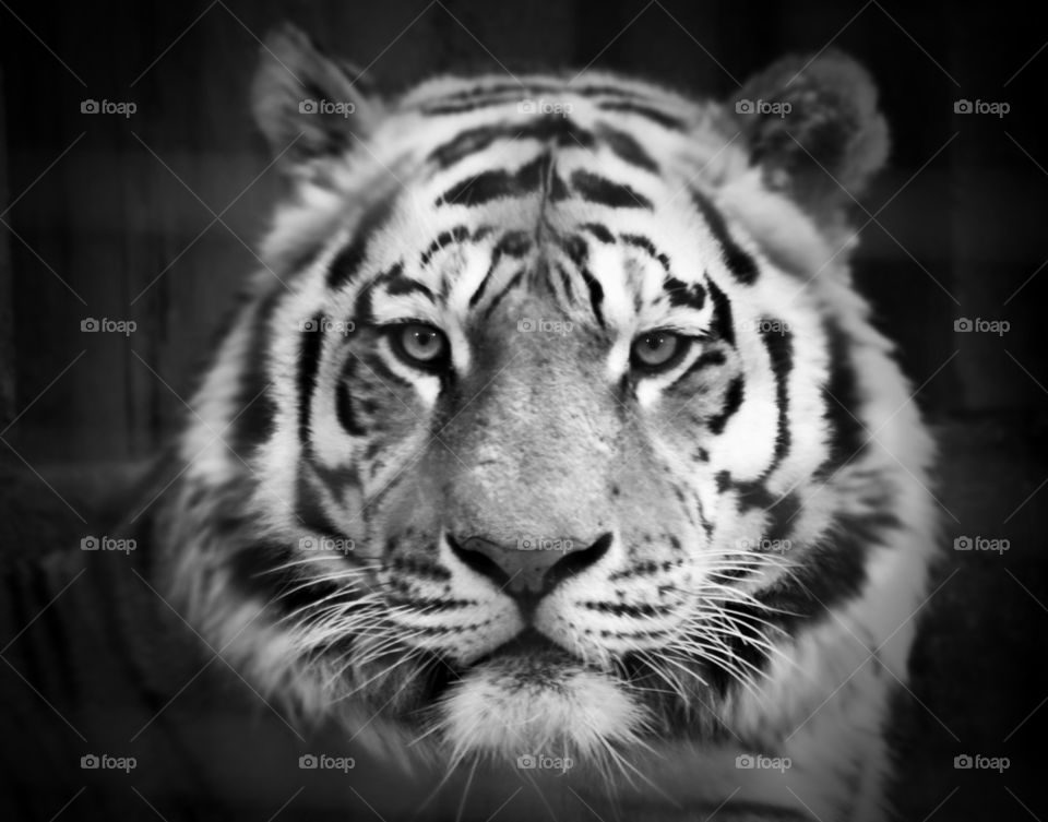 Black and white close up portrait of a tiger. 