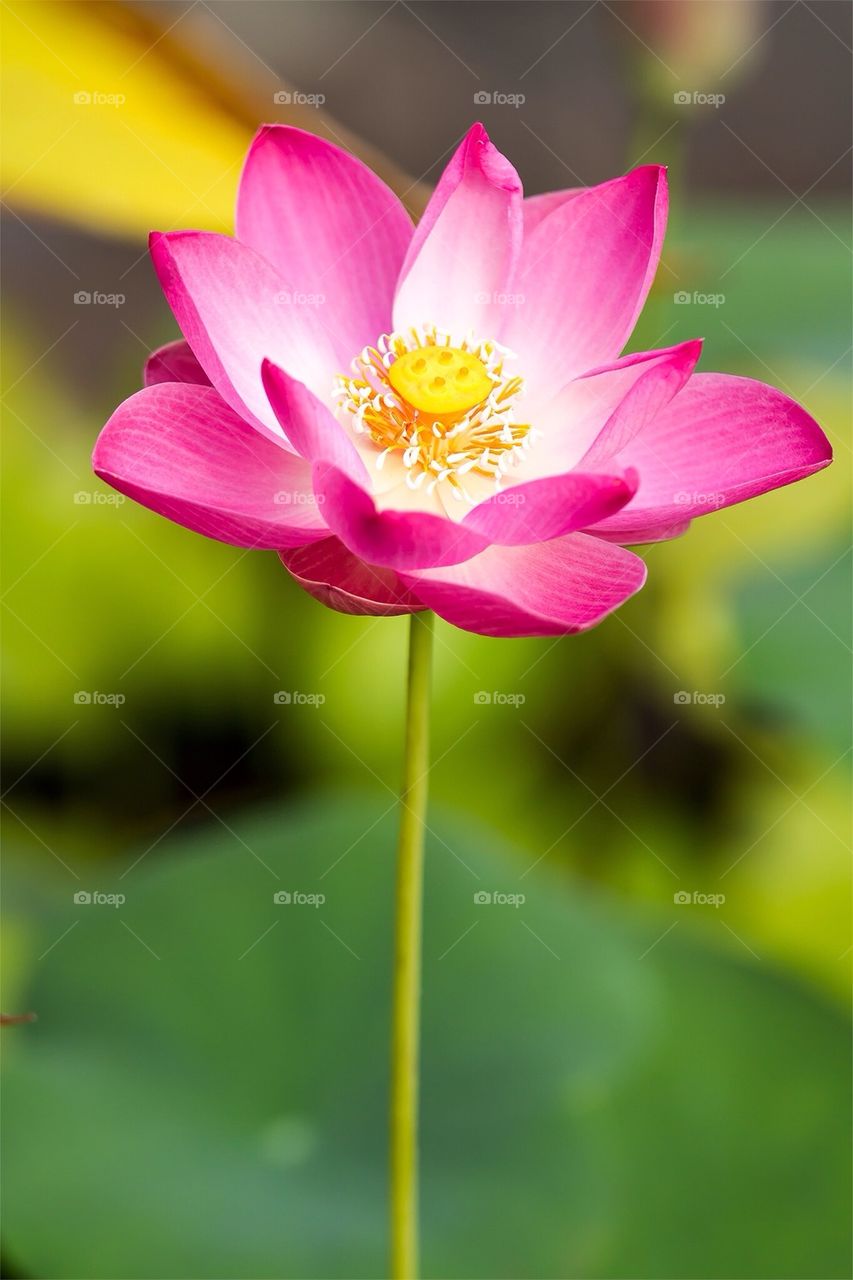 Lotus