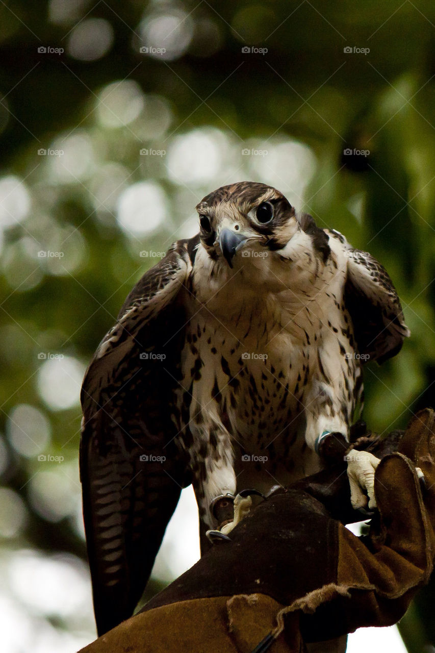 bird predator falcon by hiplulu