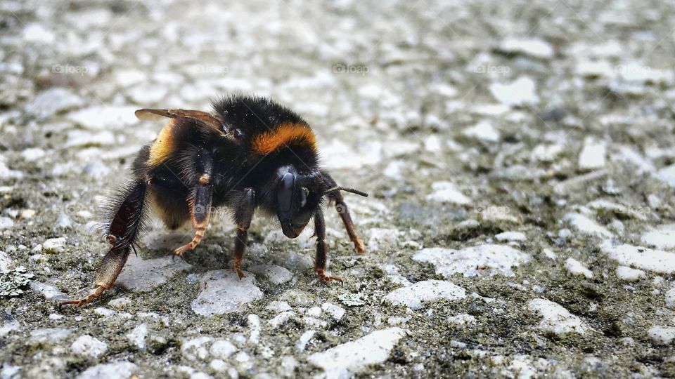 Bumblebee on a break
