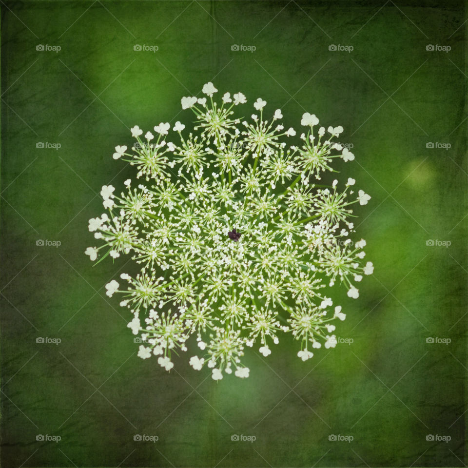 Queen Anne's Lace