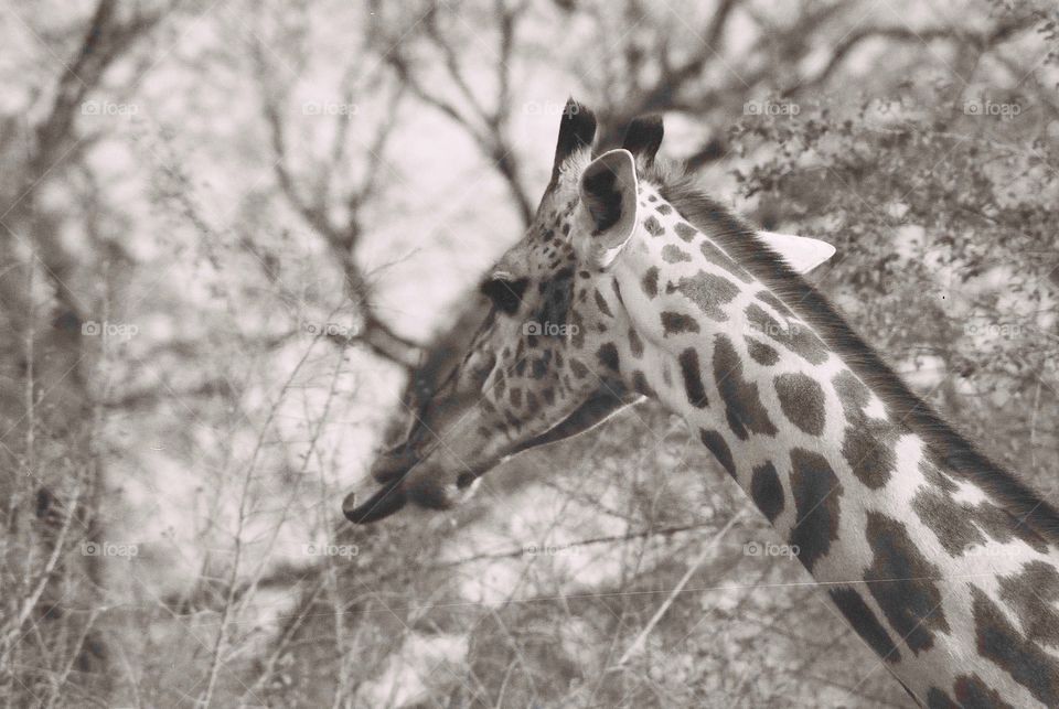 Photo Safari, Zambia