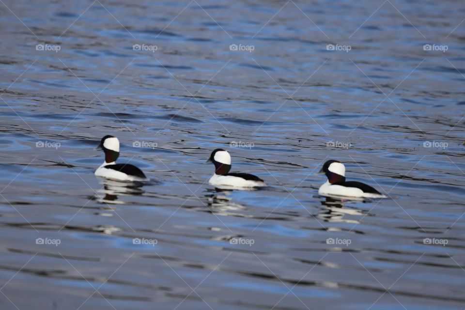 Ducks swimming in a raw