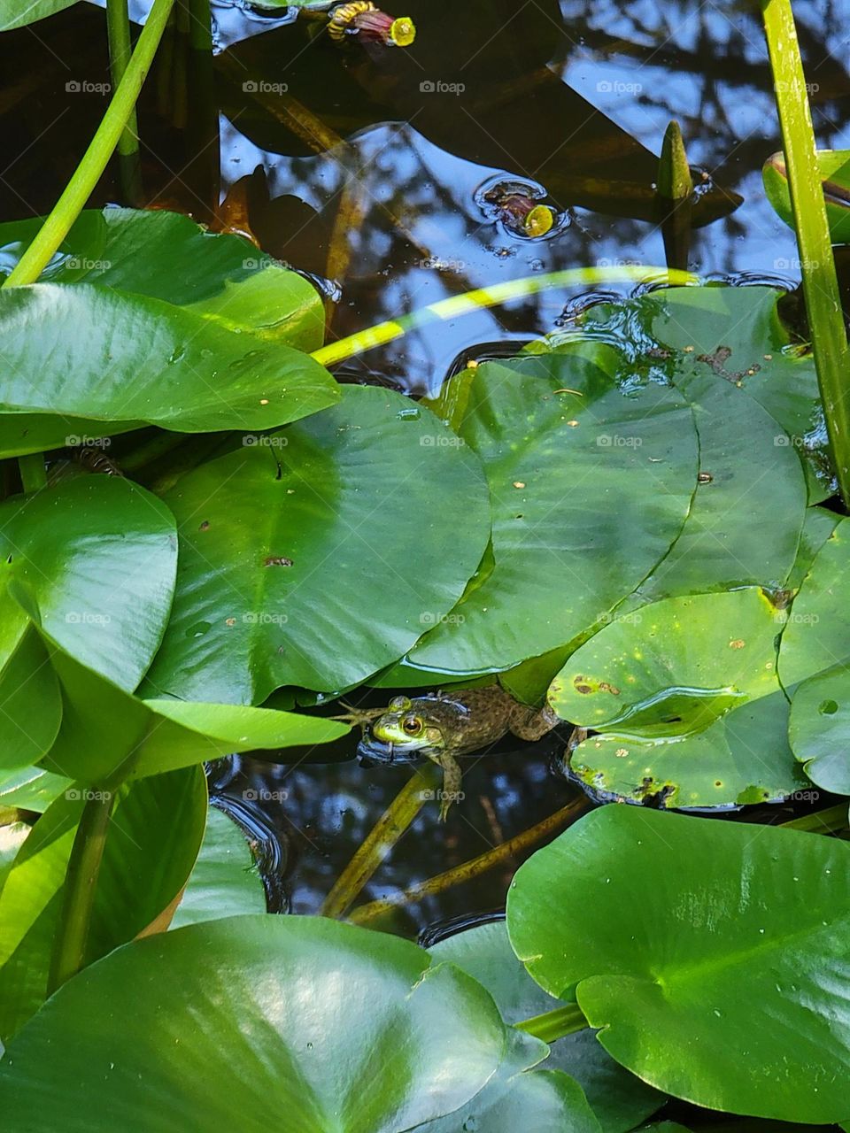 Cute Small Frog in a Pond on a Lily Pad