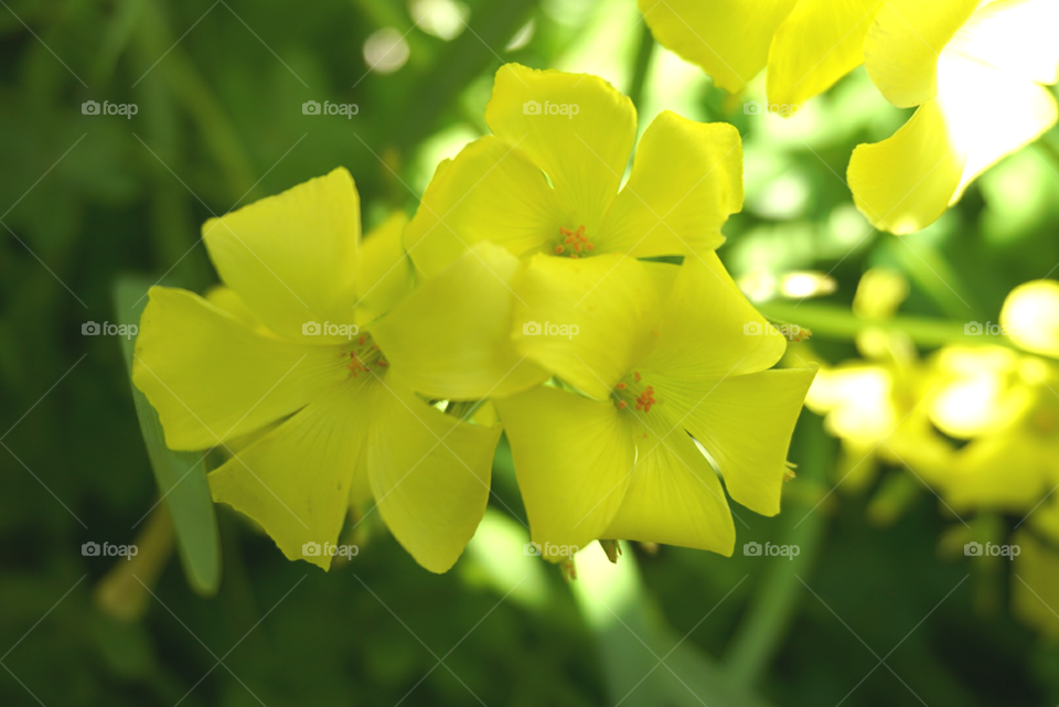 Bermuda Buttercup 
Spring
California Flower