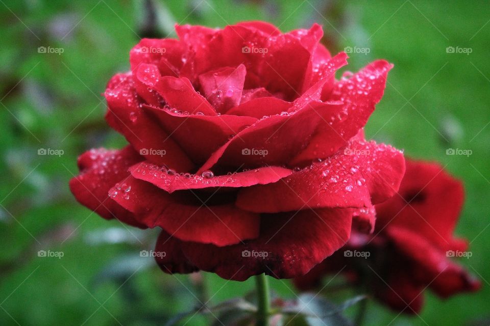 a red rose afther rain with drops of wather.