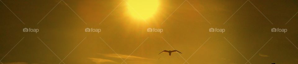 Birdie. I took this pic of a bird flying at me in a parking lot in New Jersey.