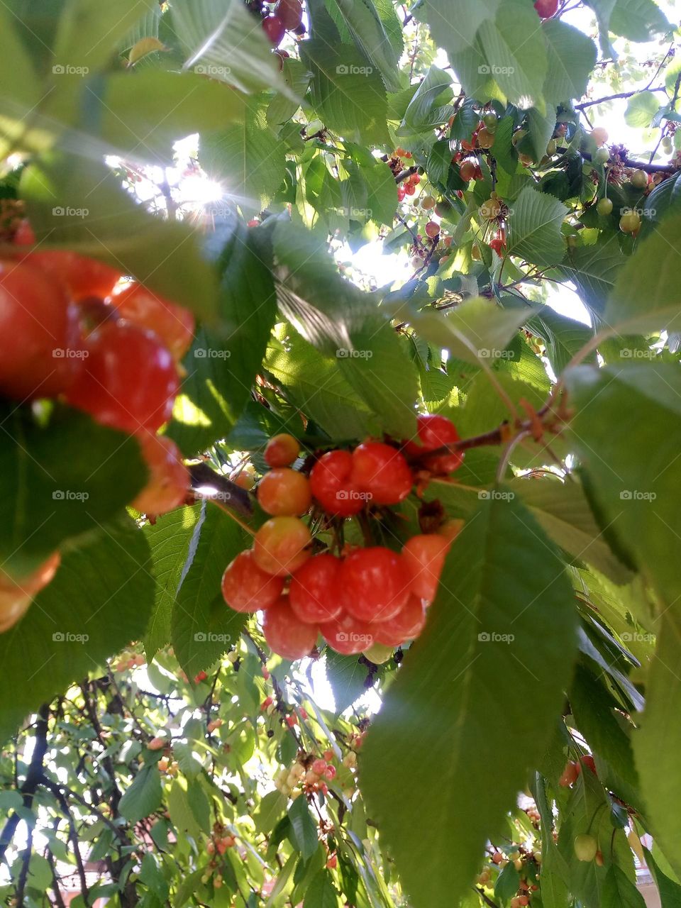 plant in the spring,cherry