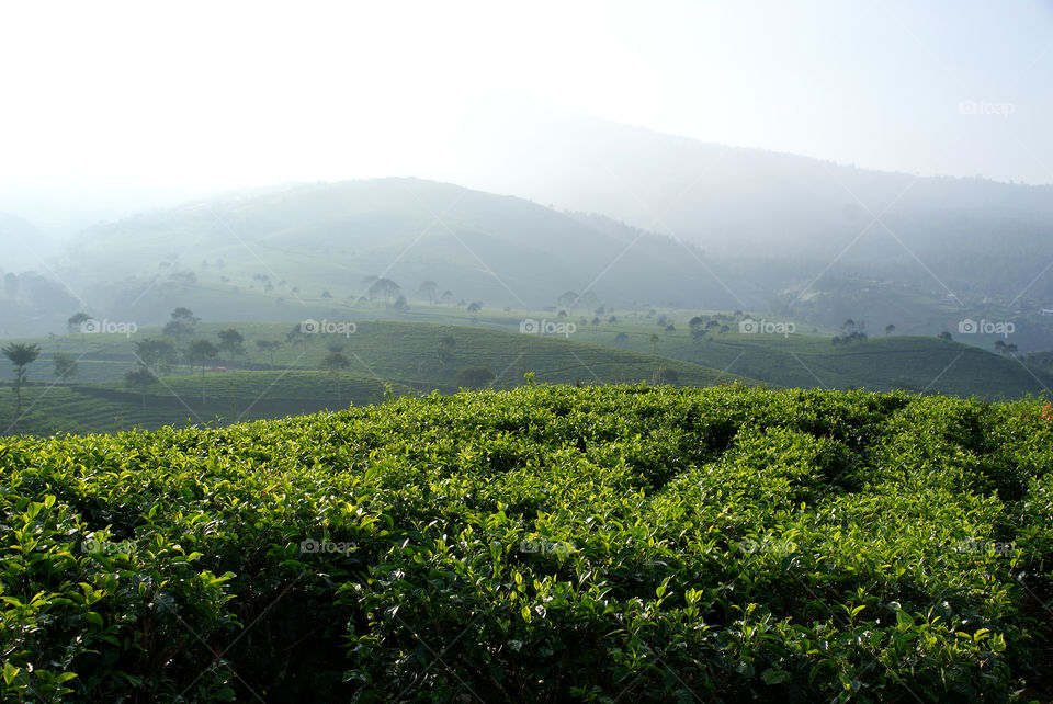 Kemuning Tea Plantation, Central Java,  Indonesia