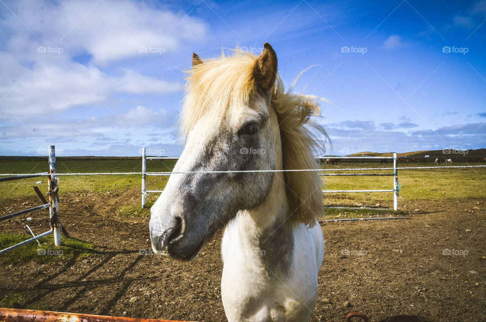 Iceland horse in summer