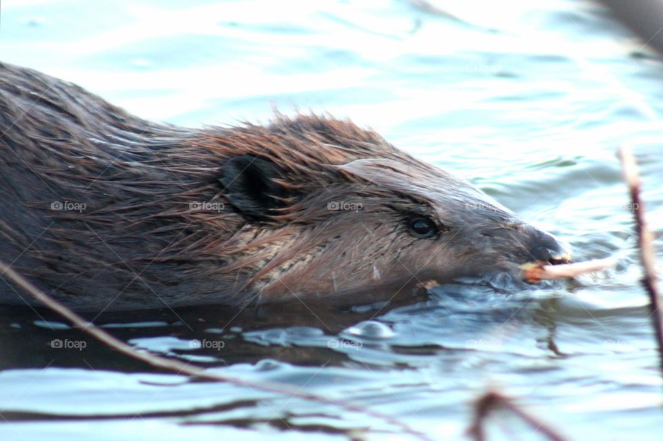 Beaver