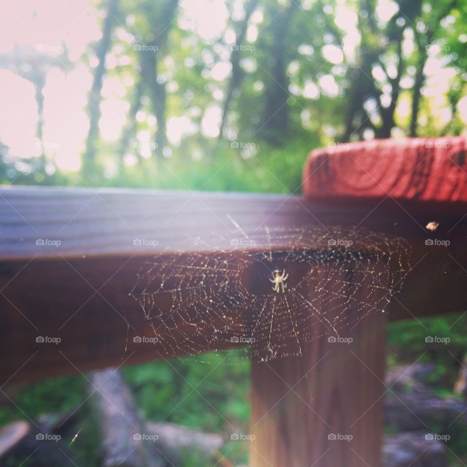 Spider Web