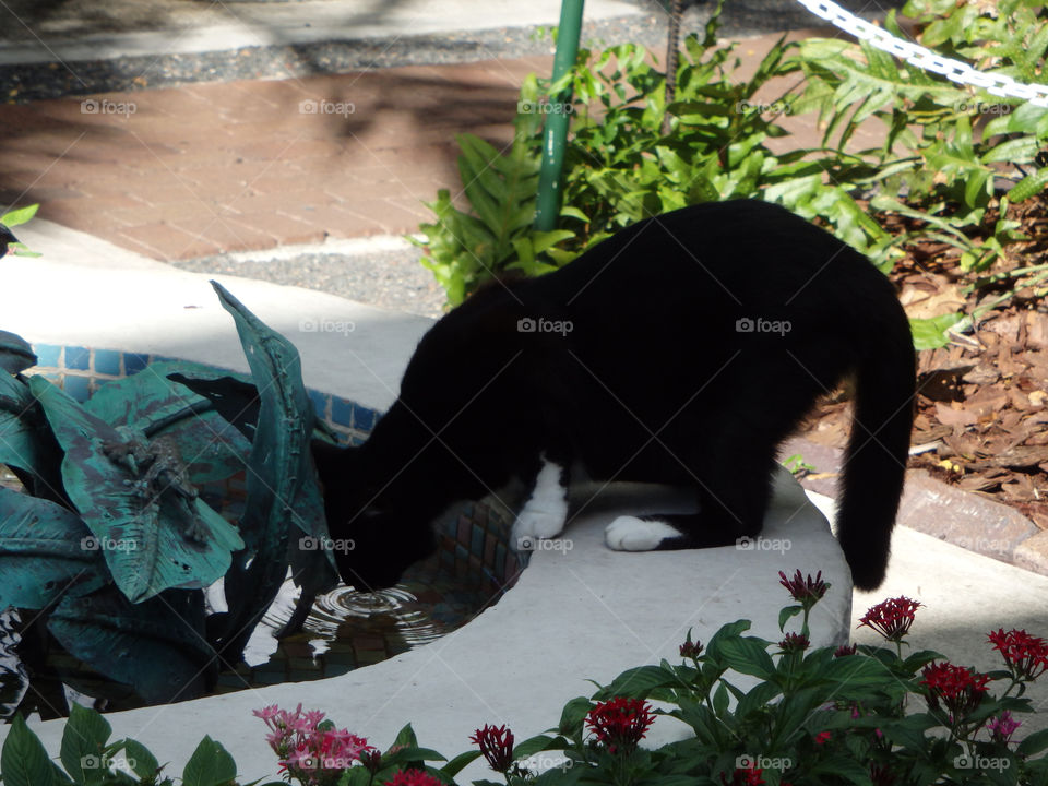 Key West Hemingway House