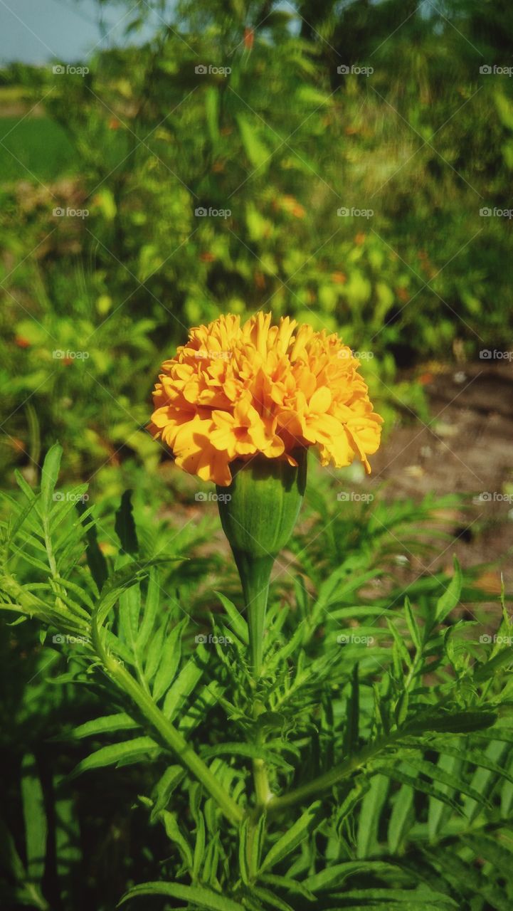 Marigold flowers are blossoming in the garden