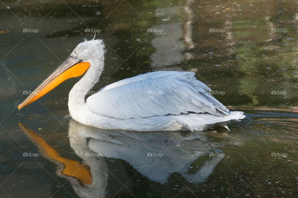 Pelican 