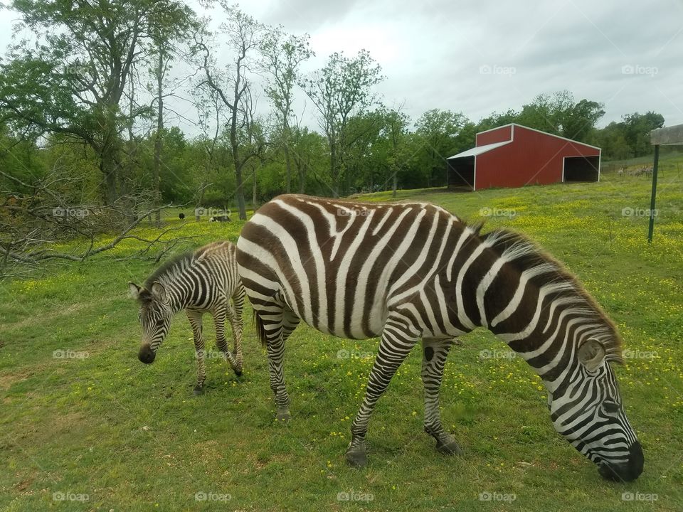 Wild life at drive thru safari in Arkansas 