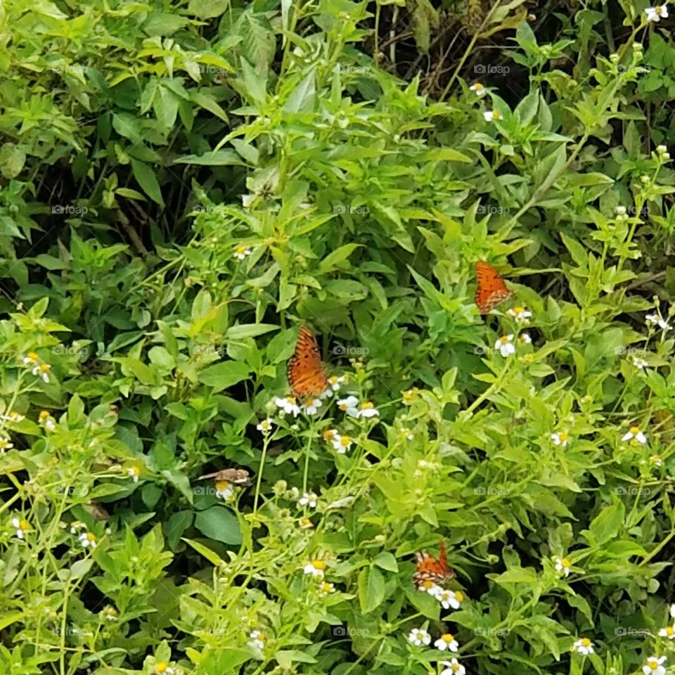butterflies at play