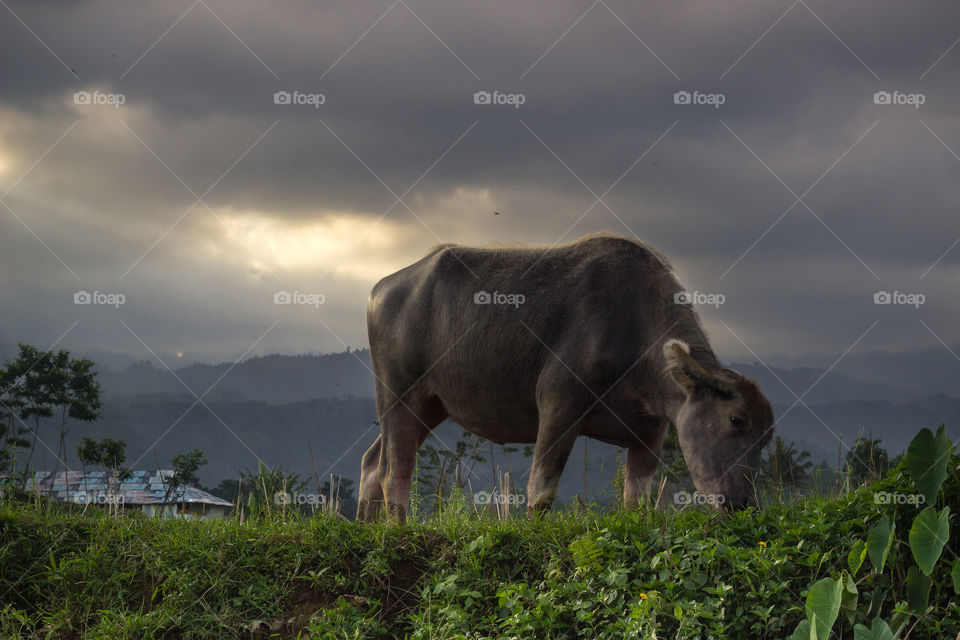 clouds over cow farm