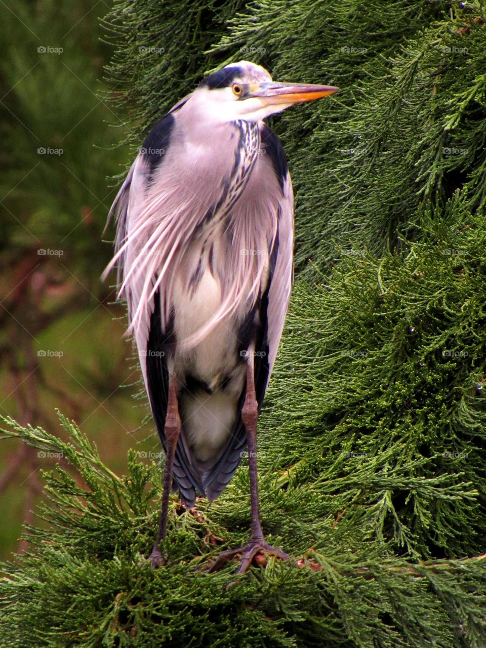 Perched