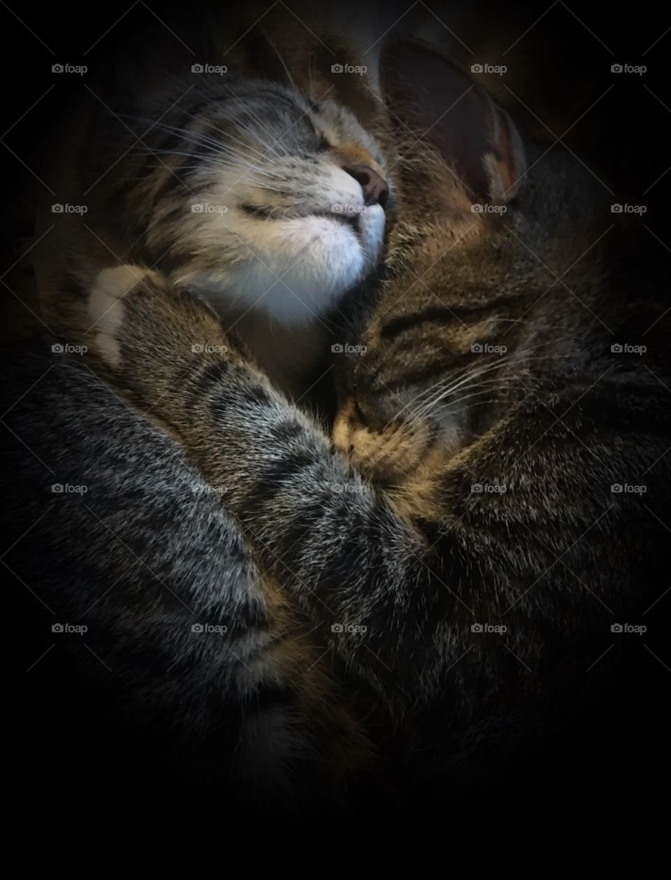 Cats holding one another