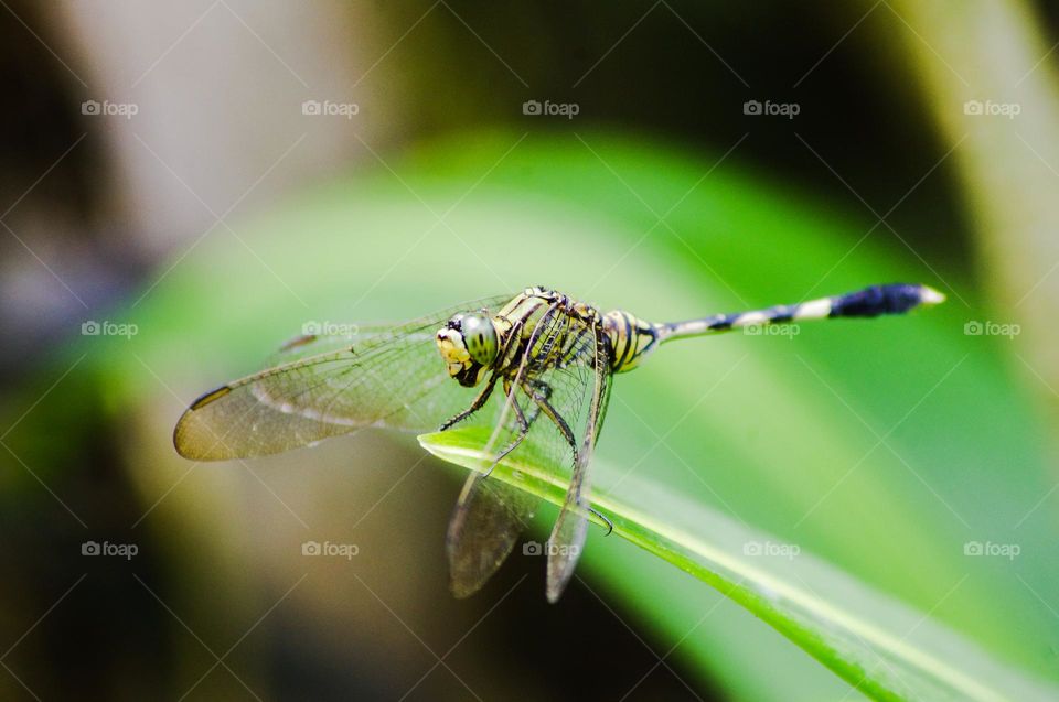 a dragonfly perched on a leaf