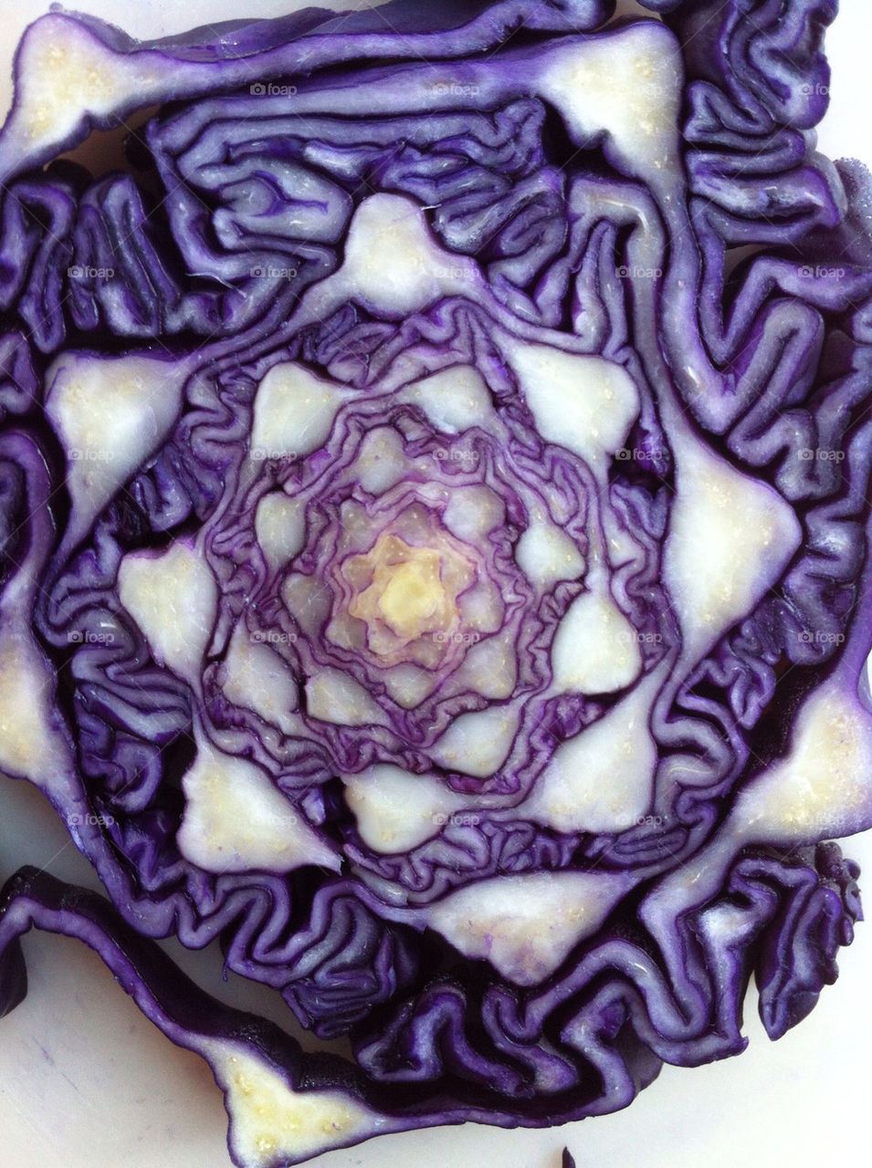 food eat lettuce shredded by janispurins