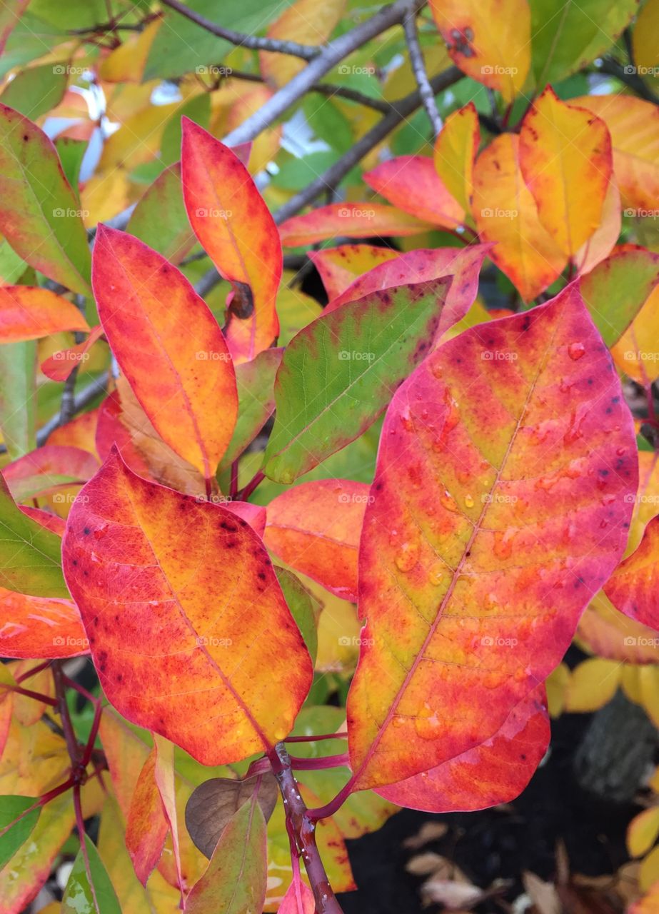 Autumn leaves with water drop