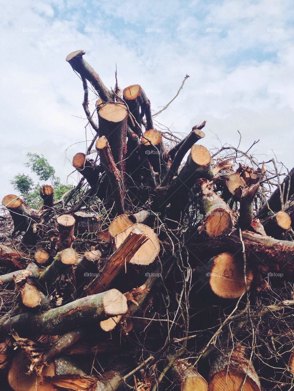 Stack of firewood