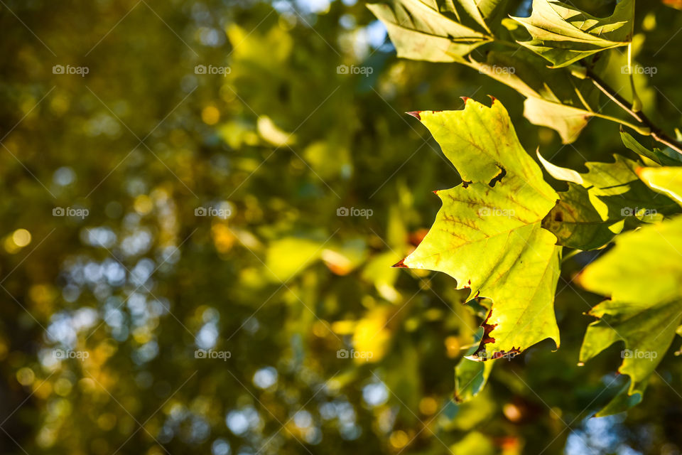 Leaf, Nature, Fall, No Person, Tree
