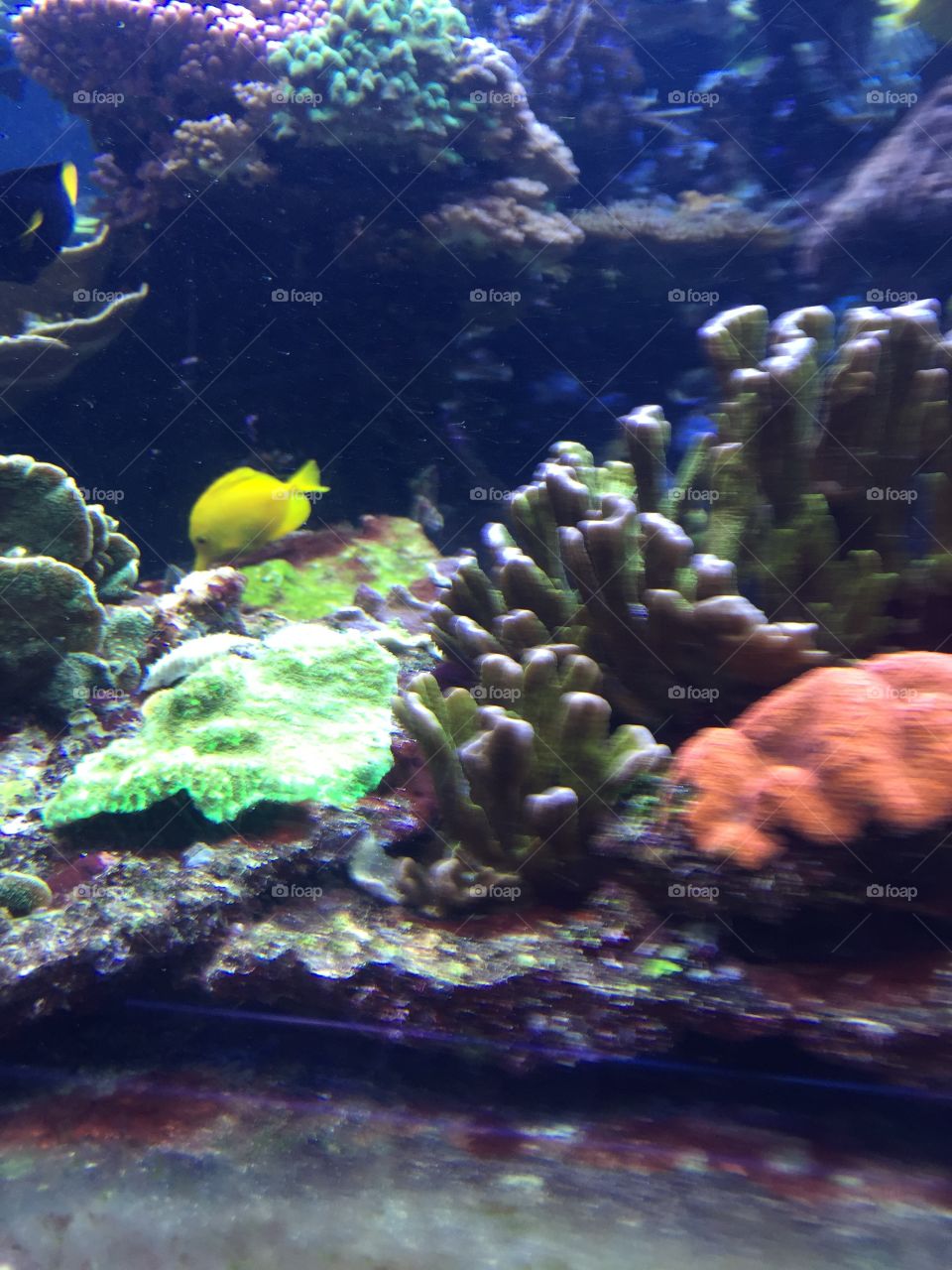 Underwater, Fish, Coral, Reef, Water