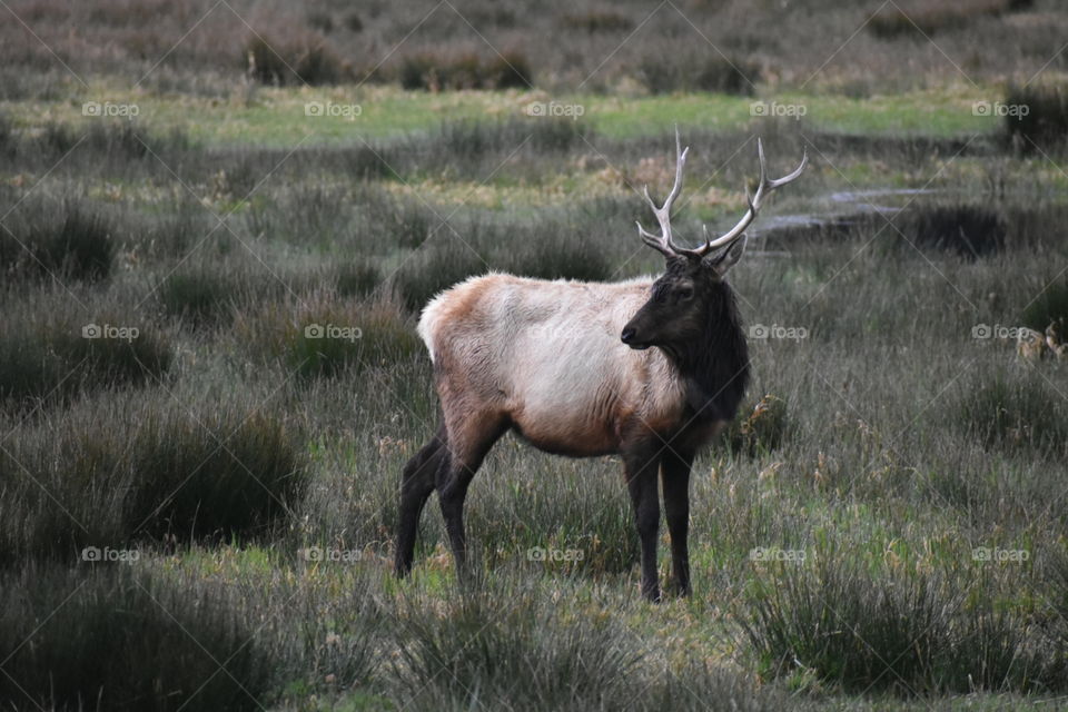 Beautiful elk