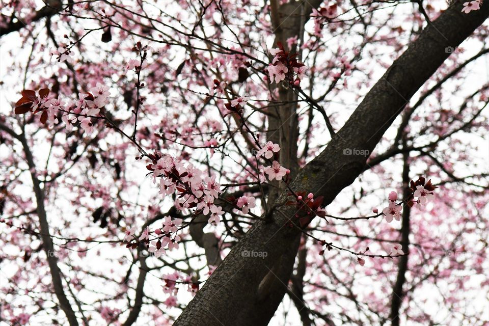 Cherry blossom