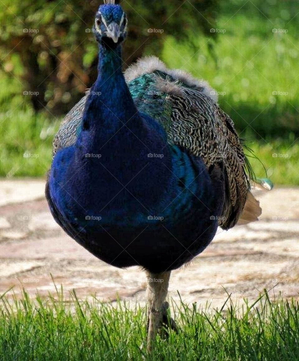 peacock