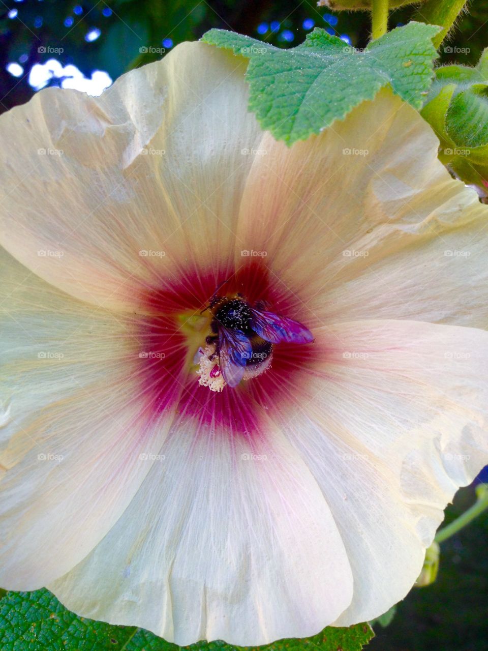 Busy bee. Sunset in the garden