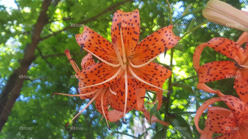 Tiger Lily !!