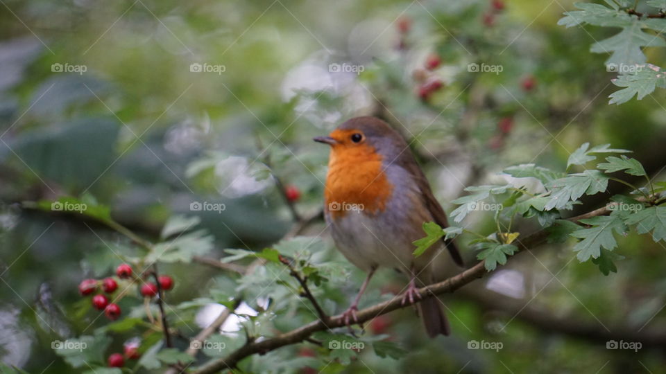 Robin in a hawthorn tree