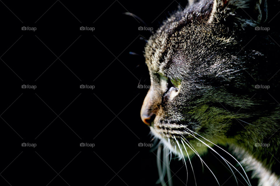 background black cat eyes by mathiasvetter