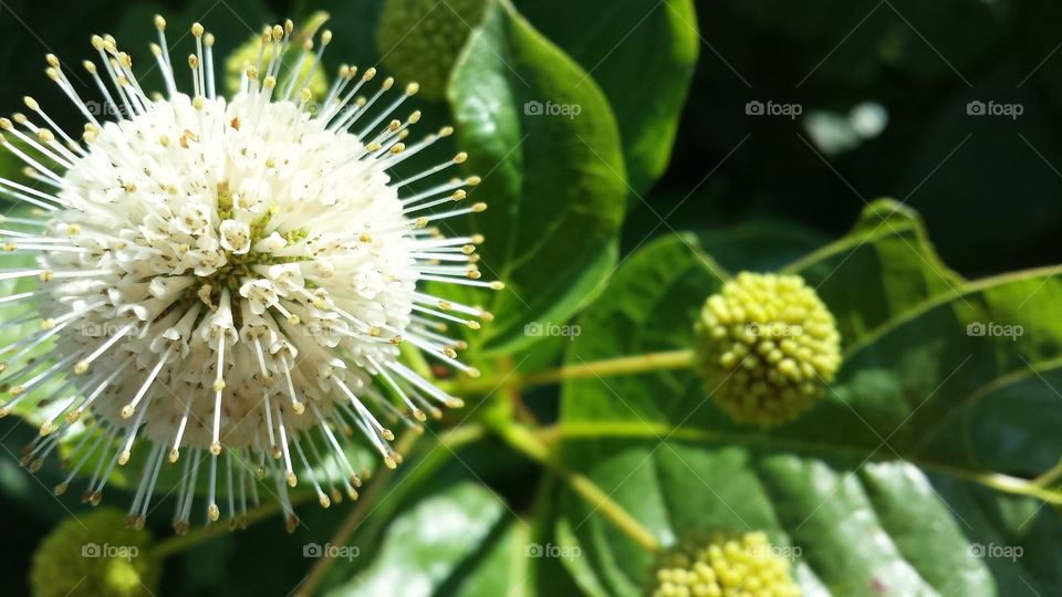white round flower