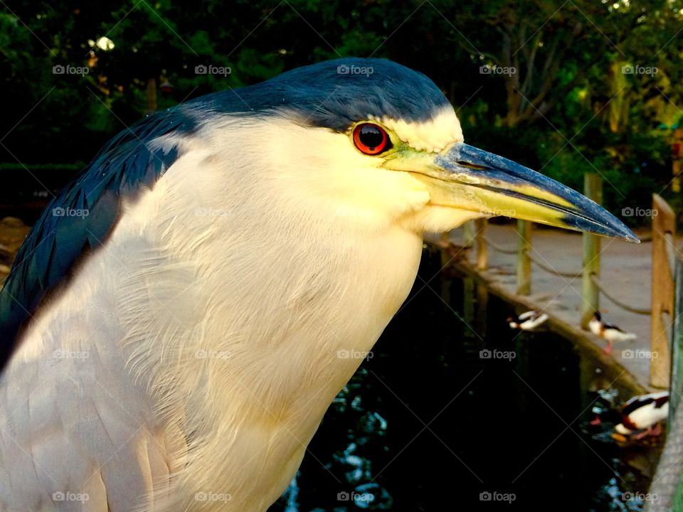 Bird close up 